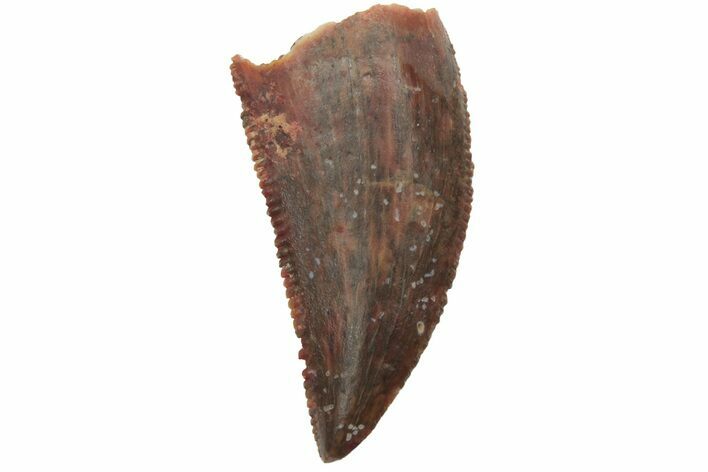 Serrated, Raptor Tooth - Real Dinosaur Tooth #219626